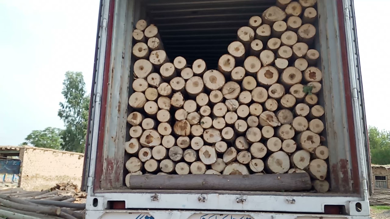 poplar wood timber kpk mardan 03120151856