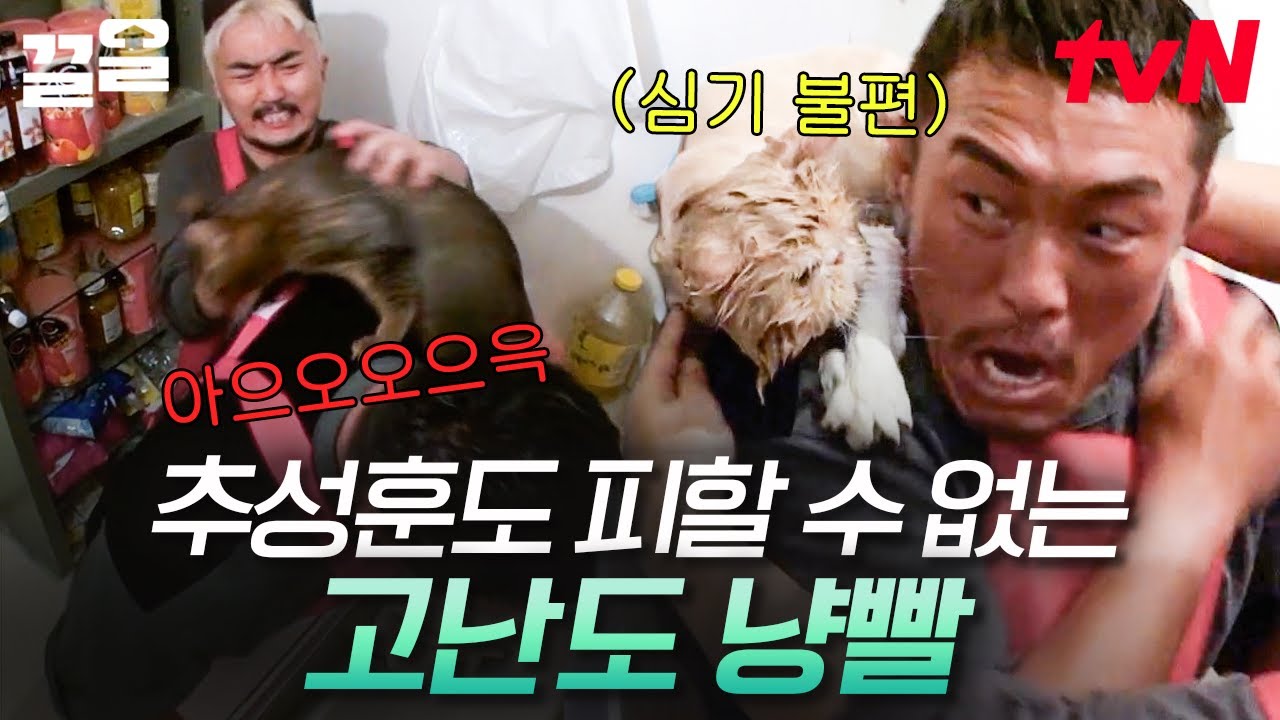 캣타워인가?🤔 목욕하기 싫어서 추성훈 어깨에 냅다 올라타버리는 고양이들🐈 덕분에 호되게 당한 댕집사 추성훈💦 | 알바트로스