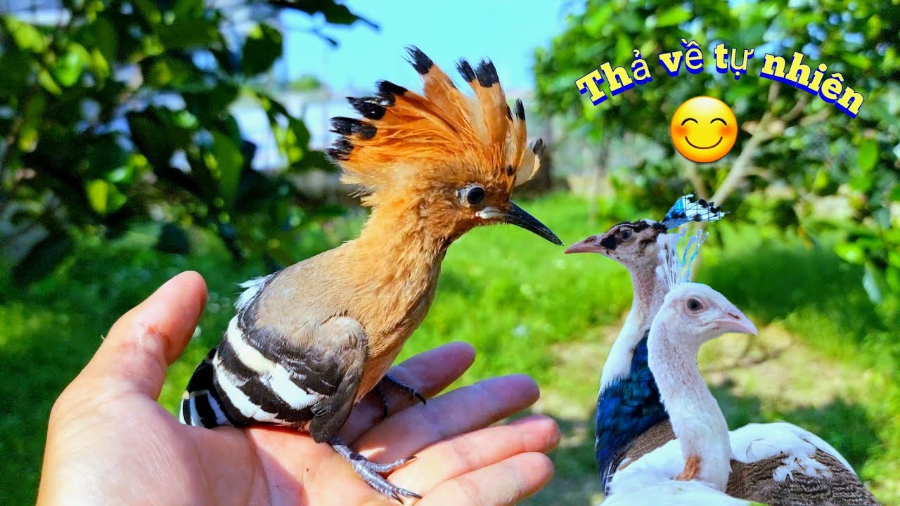 Quyết Cứu Bằng Được Hai Bé Công Và Dự Kiến Thả Một Số Những Chú Chim Về Với Tự Nhiên / Quế Nghịch