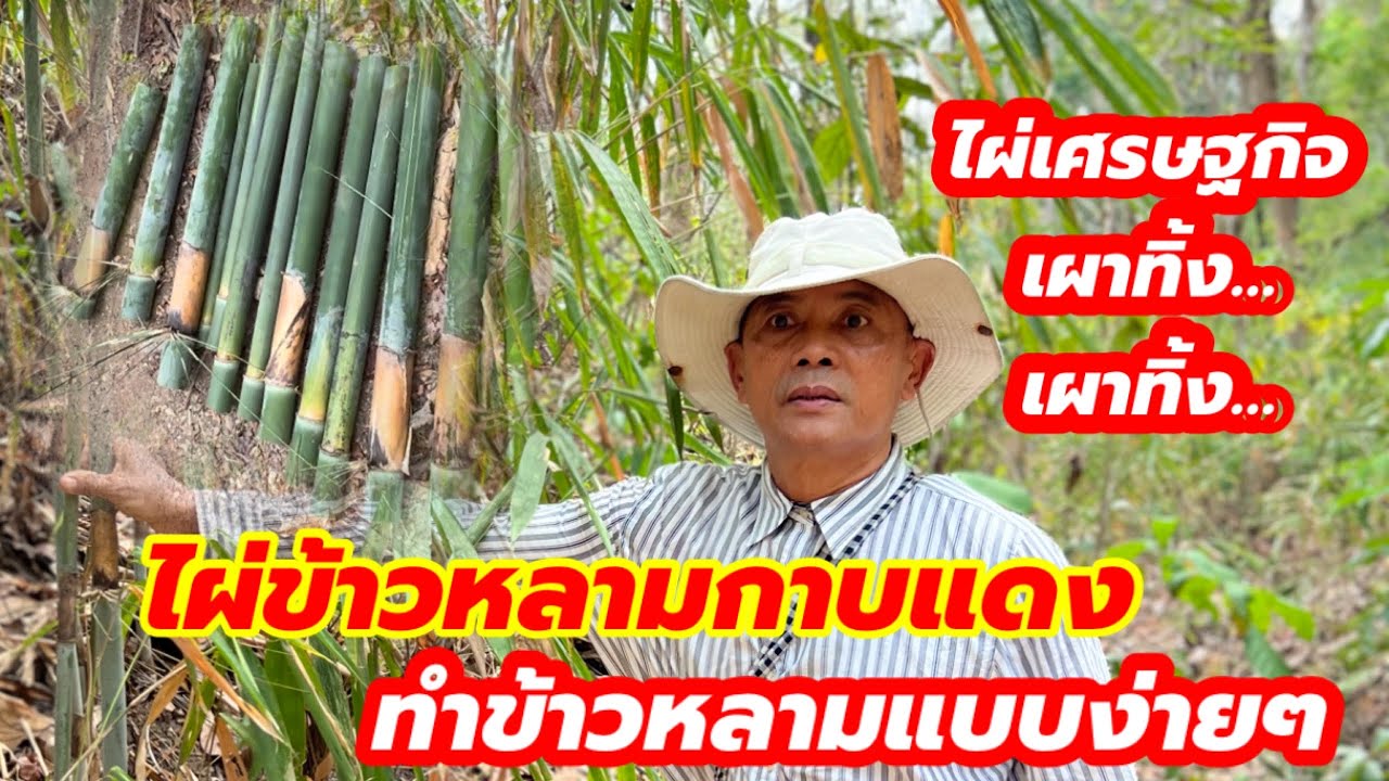 ทำข้าวหลามแบบง่ายๆกัน…จากไผ่ข้าวหลามกาบแดง…