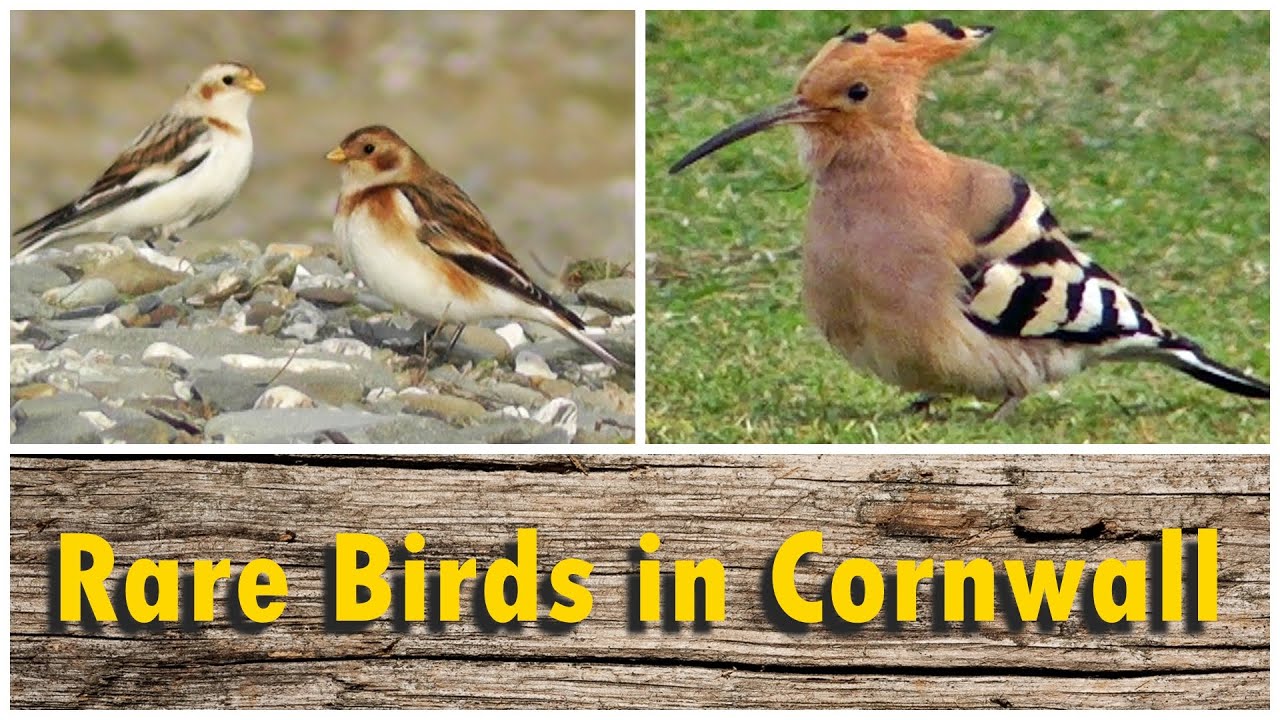 Hoopoe, Green Heron, Wryneck, Woodchat Shrike and More : Rare Birds in Cornwall UK