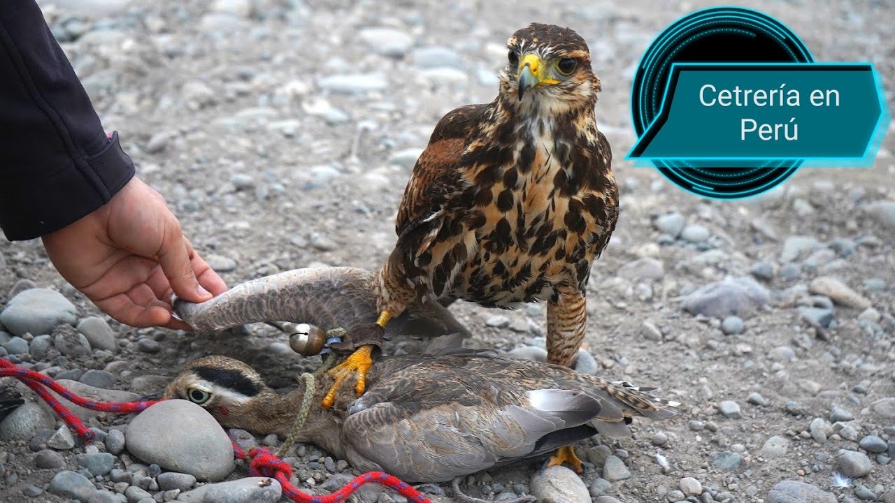Gavil&aacute;n vs Alcaraban/Peruvian Tiercel Harris Hawk hunting Hubaras