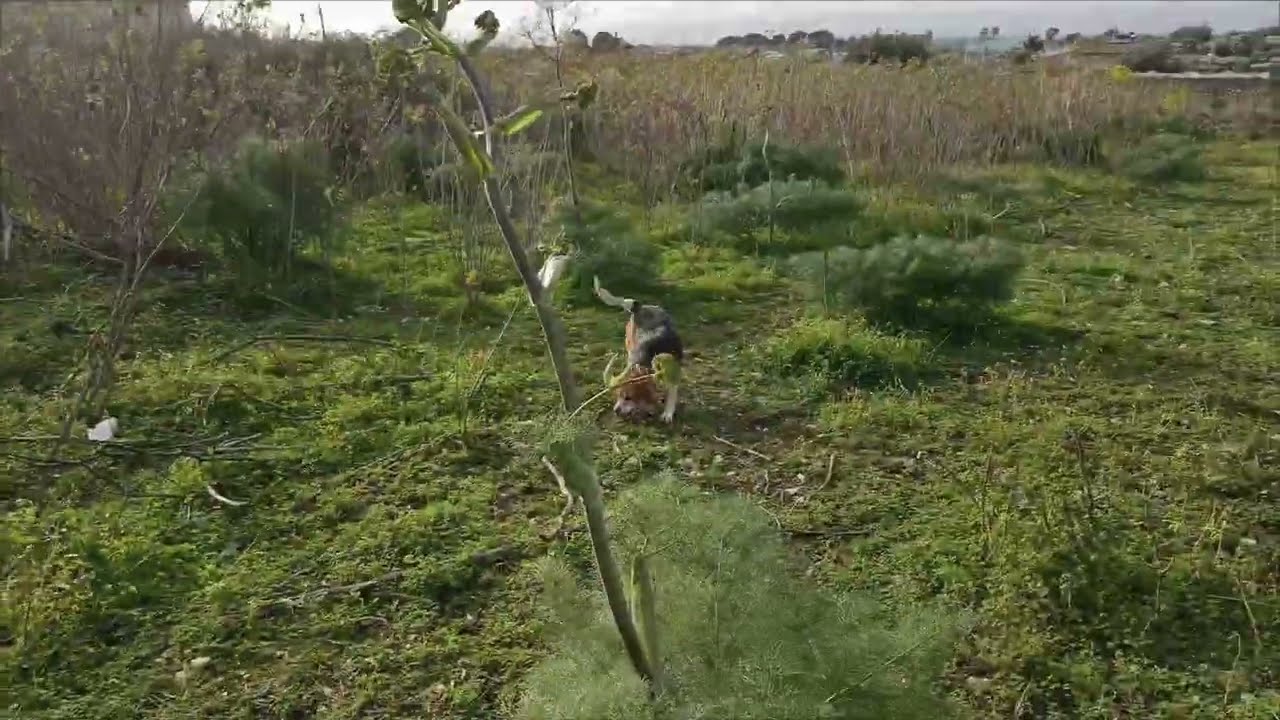 Beagle Dasy su coniglio selvatico