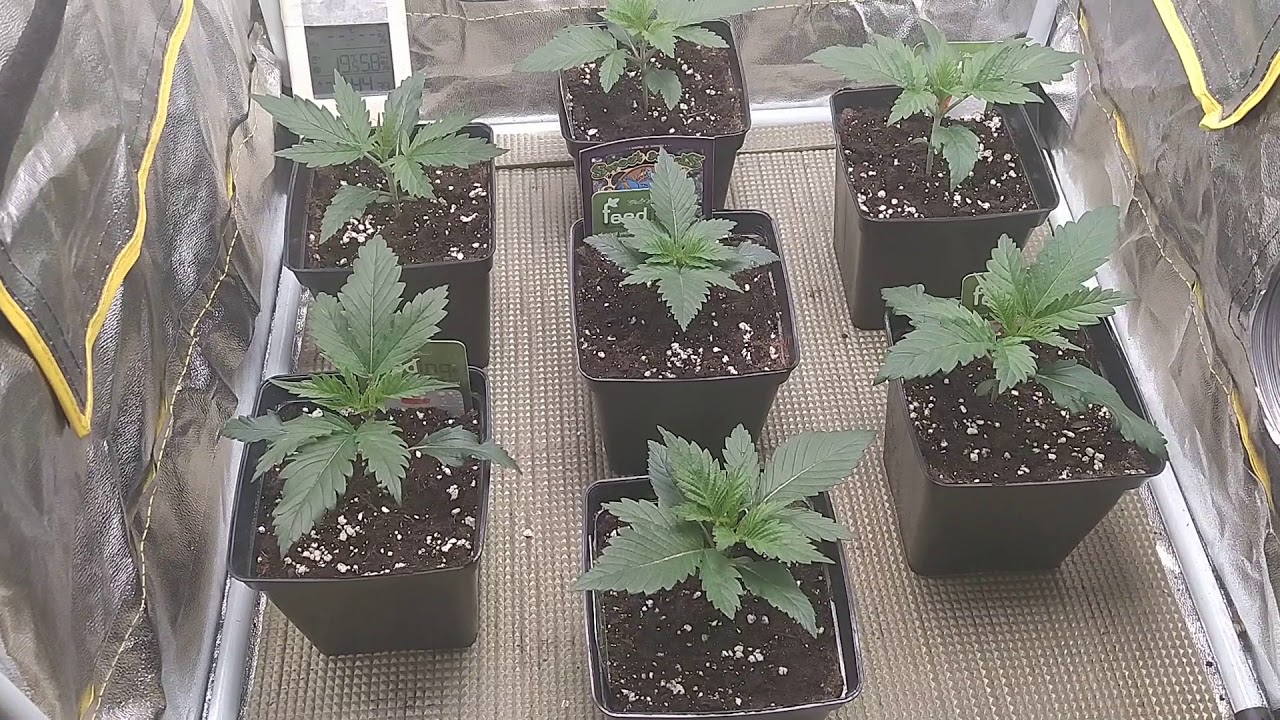 Micro cultivo #13 ( Spider farmer d&iacute;a 17 )