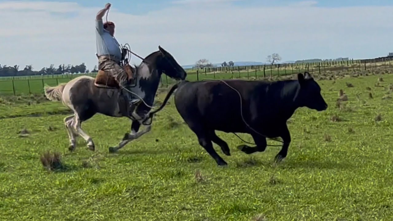#Caballo tobiano azulejo para el #campo - $550.000 - LOSEQUINOS.COM