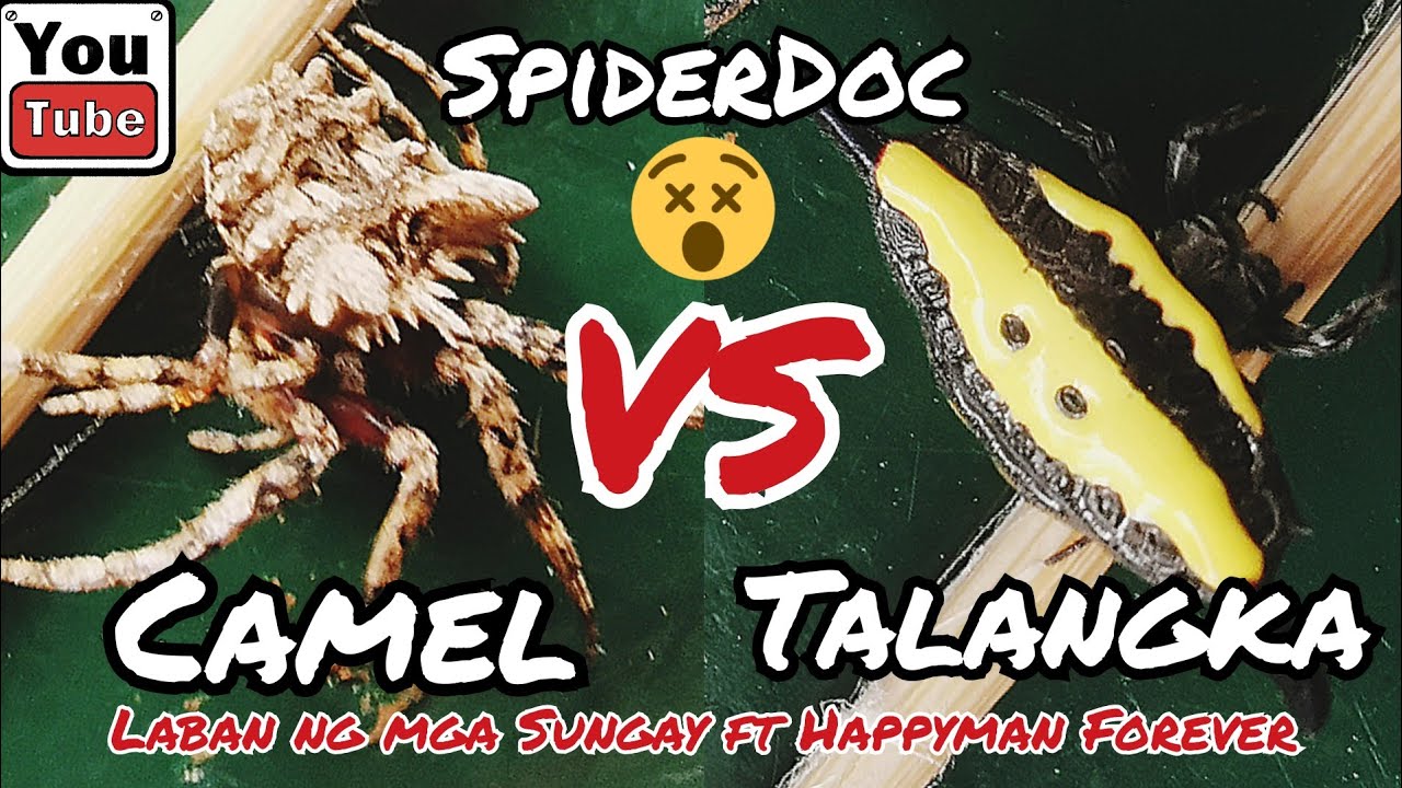 CAMEL vs TALANGKA SPIDER. Laban ng mga Sungay ft. HappyMan Forever.  Spider Fight