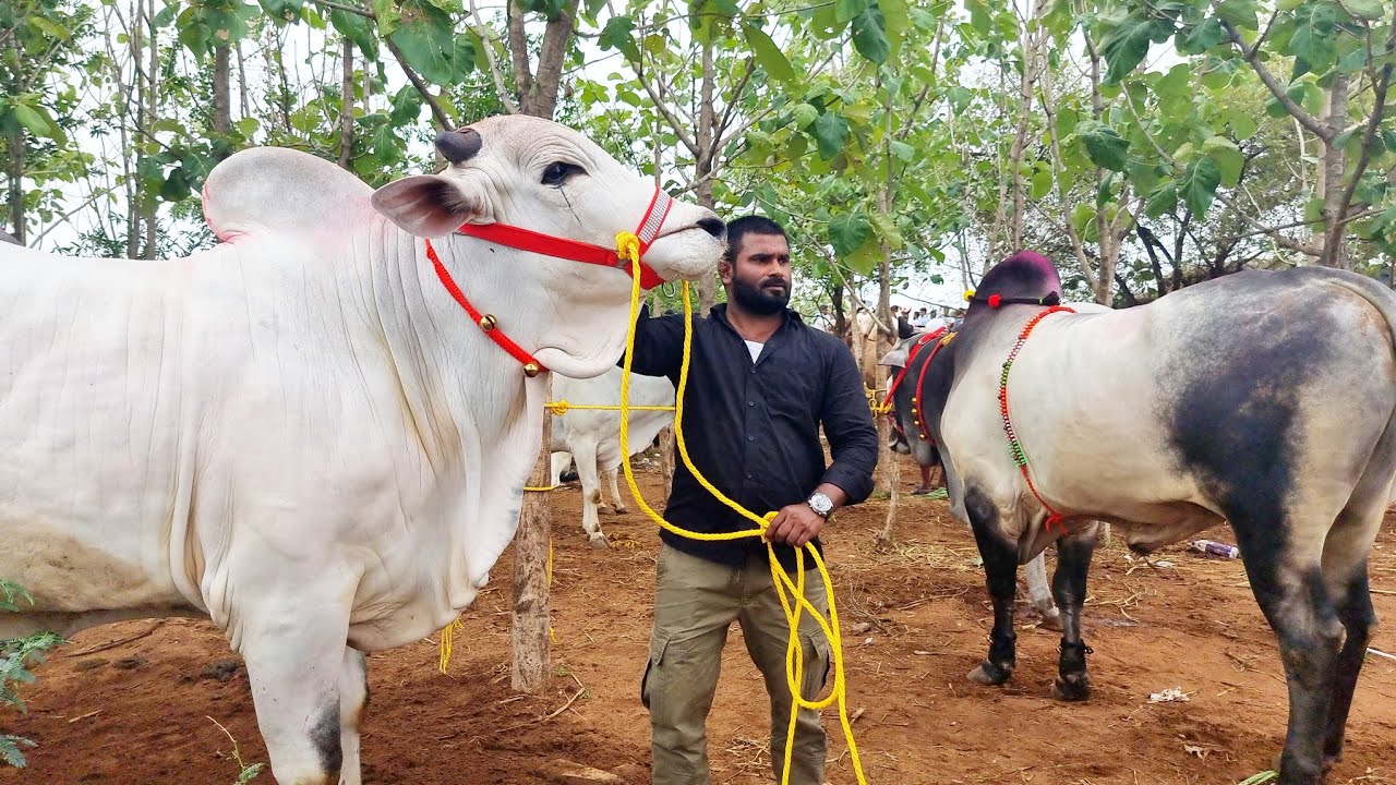 biggest bulls market in sardar nagar-ongole cattles market-sardar nagar bull market update today-ox🐂
