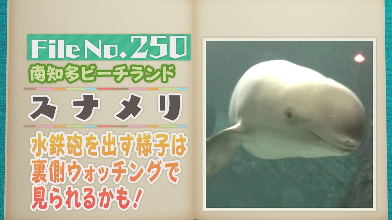 背びれがない小型のイルカ！南知多ビーチランドのスナメリ【どうぶつZOO鑑】2025年5月16日放送