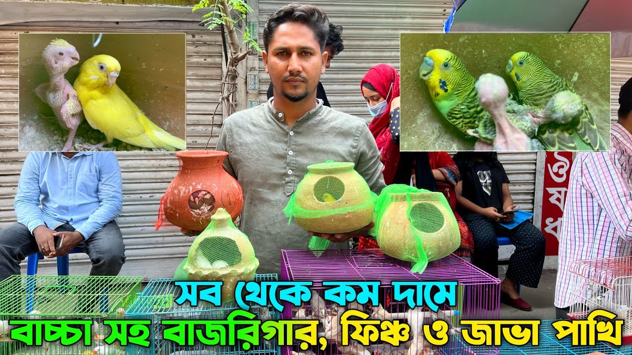 বাচ্চা সহ বাজরিগার, ফিঞ্চ, জাভা পাখি ও রানিং ঘুঘু, ককাটেল পাখি || স্পেশাল অফার সব থেকে কম দামে।