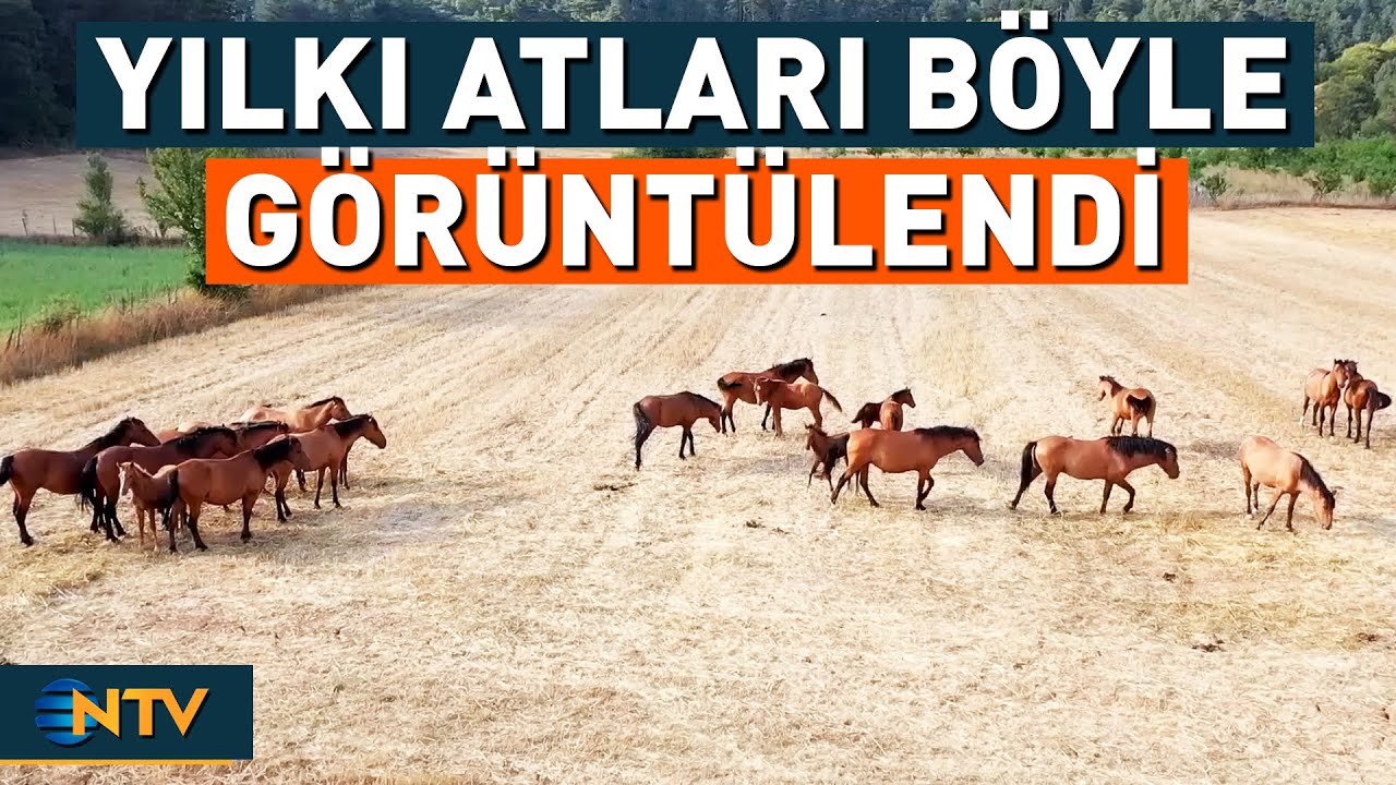 Tayları ile Birlikte Görüntülenen Yılkı Atlarını Görenler Tebessüm Etti | NTV