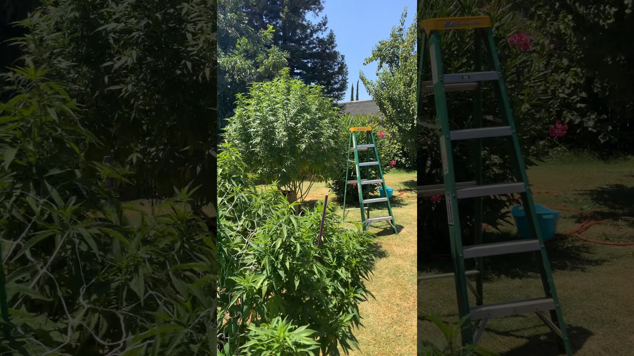 2020 outdoor grow