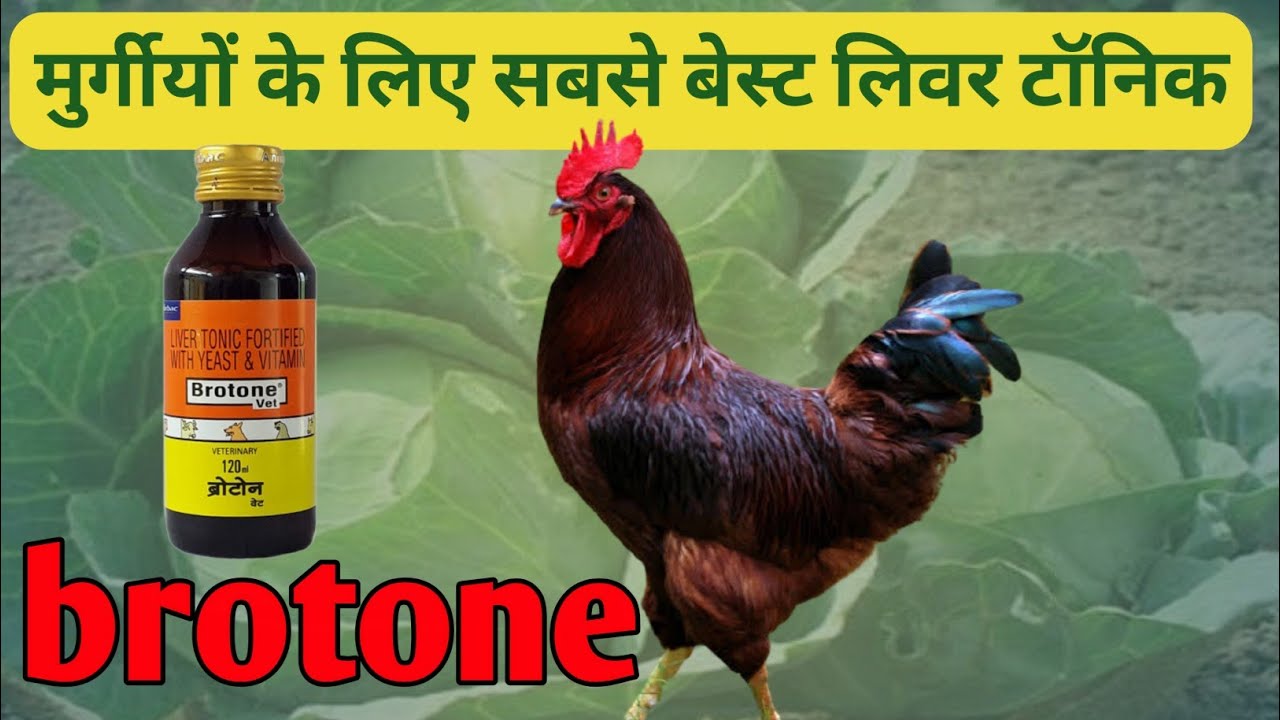 मुर्गीयों के लिए सबसे बेस्ट लिवर टॉनिक । brotone का उपयोग कब करें । deshi murgi palan hindi । देशी ।