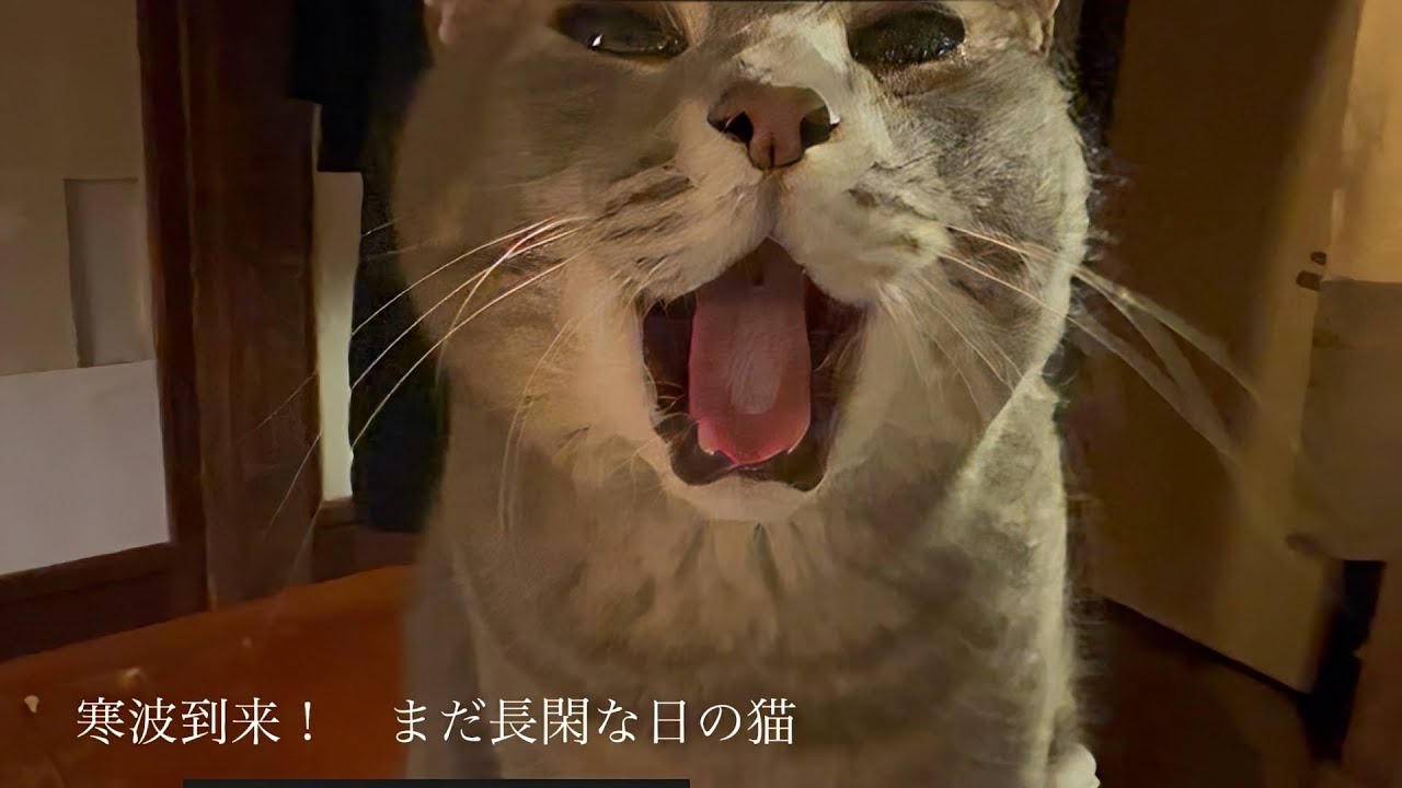 『寒波到来！　まだ長閑な日の猫』・・・