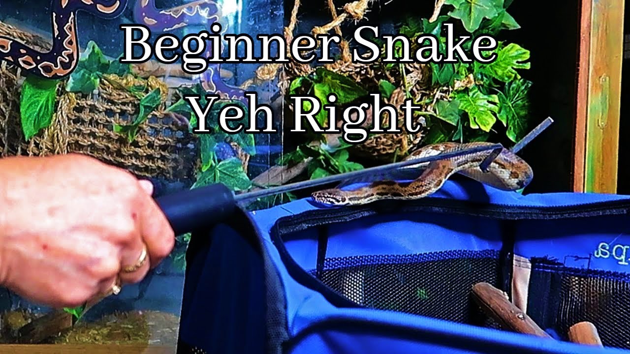 My Problematic Beginner Snake