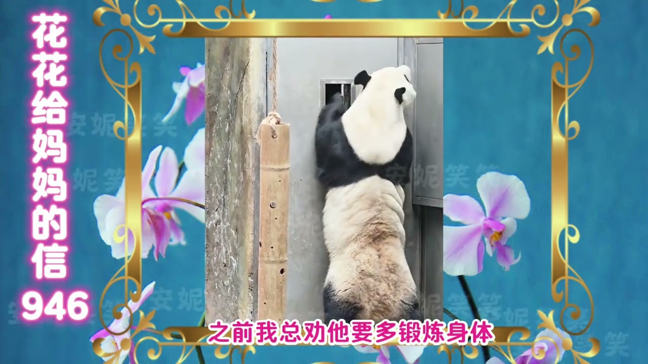 《花花给妈妈的信946》 有花花妹妹在，哥哥们真幸福🥰#来这里吸熊猫 #大熊猫和花 #大熊猫和花和叶 #熊猫花花 #大熊猫