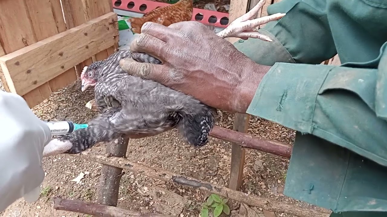 Fowl Typhoid Vaccine :  Five Days Before Vaccination