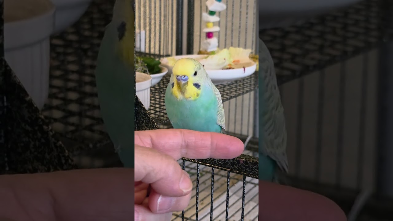 Come out & play? What? Bellyache? Let me give scritches #budgies #preening #scritches #parakeets 