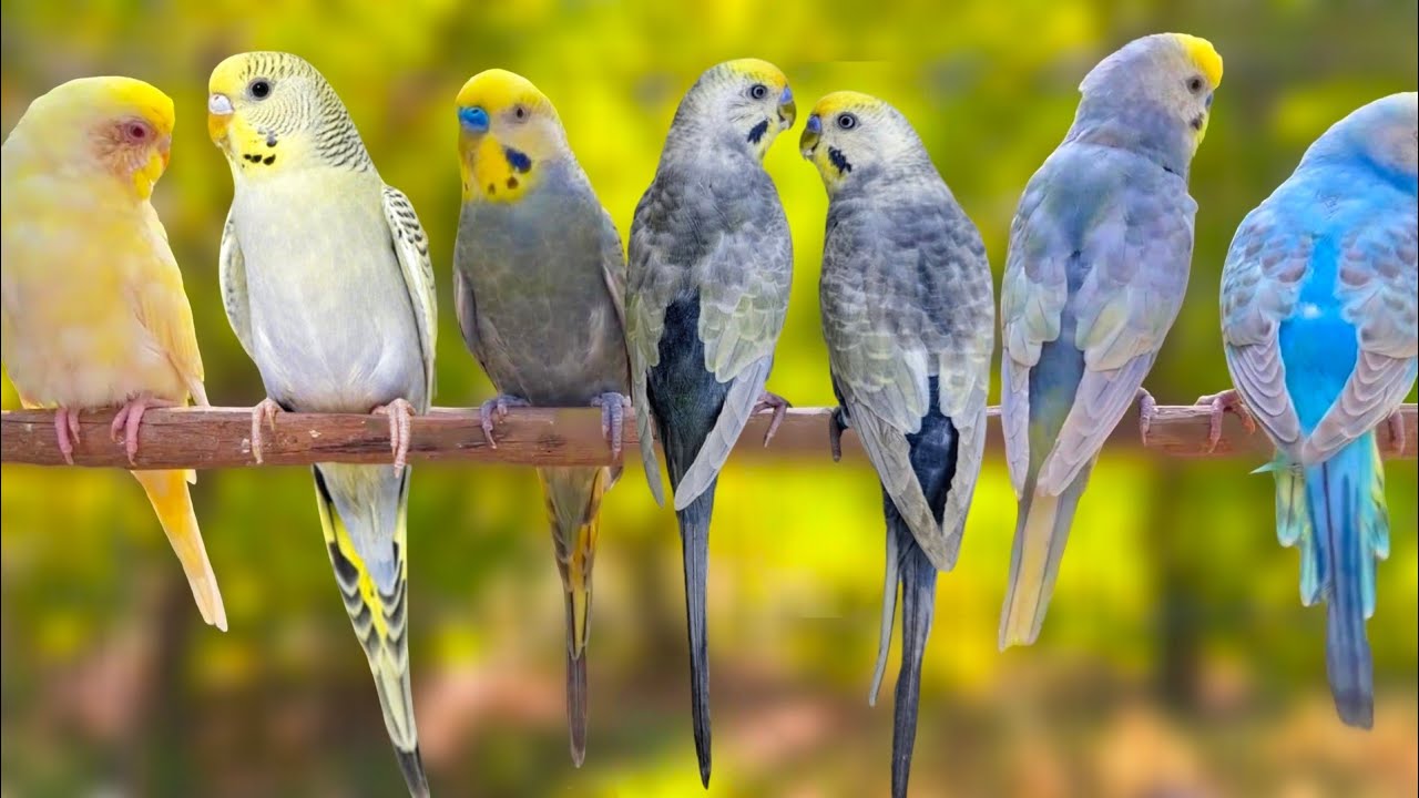 Happy summer budgies songs for your budgies to sing along. 10 Hr Parakeet songs.