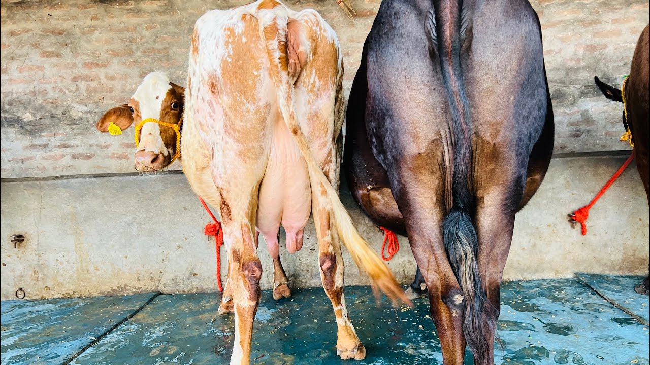 ਤਿੰਨ ਗੱਬਣ ਗਾਵਾਂ 👌🏻🔥ਐਰ ਸੈਰ ਤੇ ਜਰਸੀ 💎👌🏻ਘੱਟ ਰੇਟ 😱🔥Bawa dairy farm 