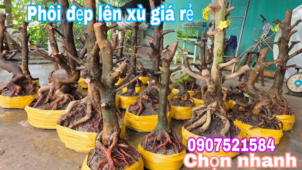 27/2.Bảo☎️0907521584📢Phôi mai bonsai đế đẹp giá mềm