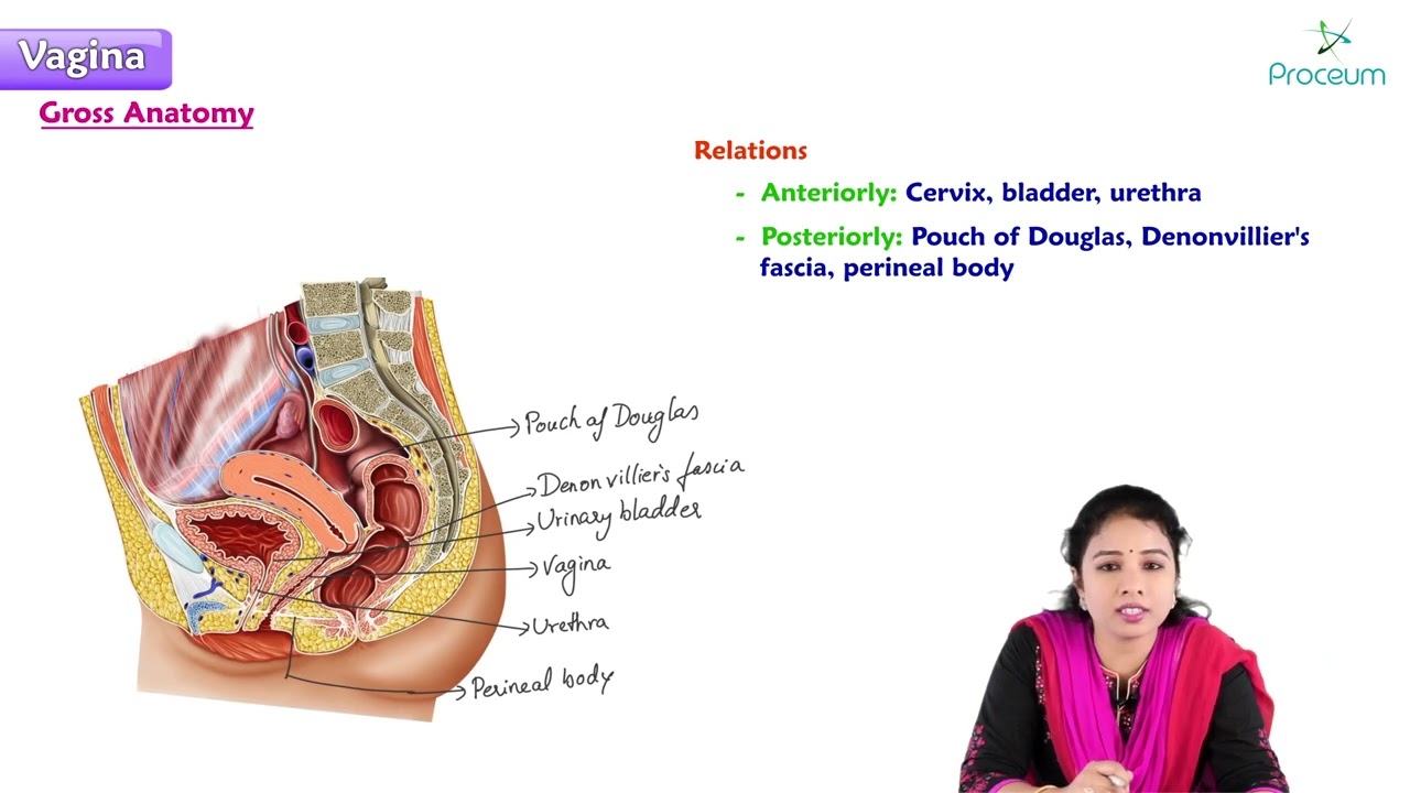 9. Anatomy of Vagina : MBBS Lecture