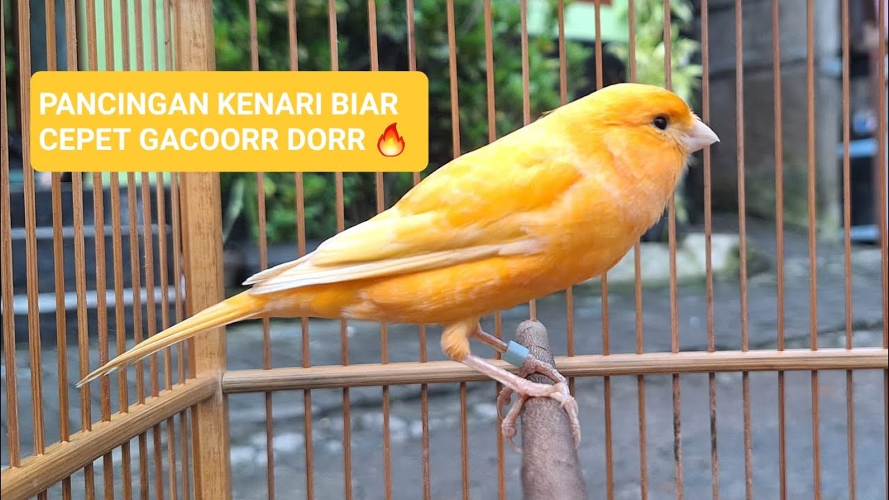 Pake sound ini buat pancingan kenari yang males bunyi 👍😁 #pancingankenarigacor #viral #kenari