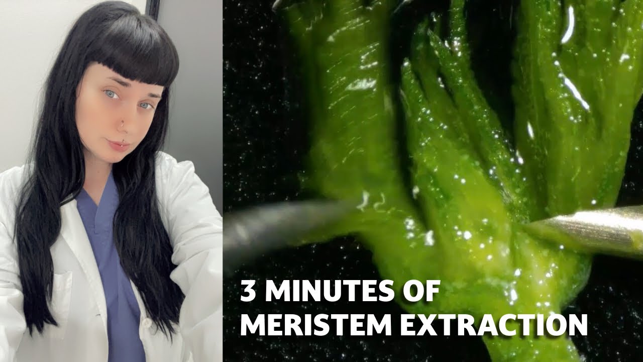 Inside Meristem Extraction | Cannabis Tissue Culture