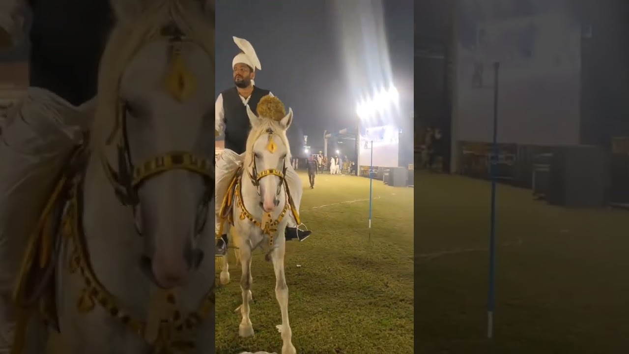 Beautiful Horse 😍