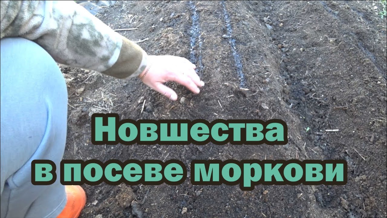 Не перестаю восхищаться этим способом сева моркови