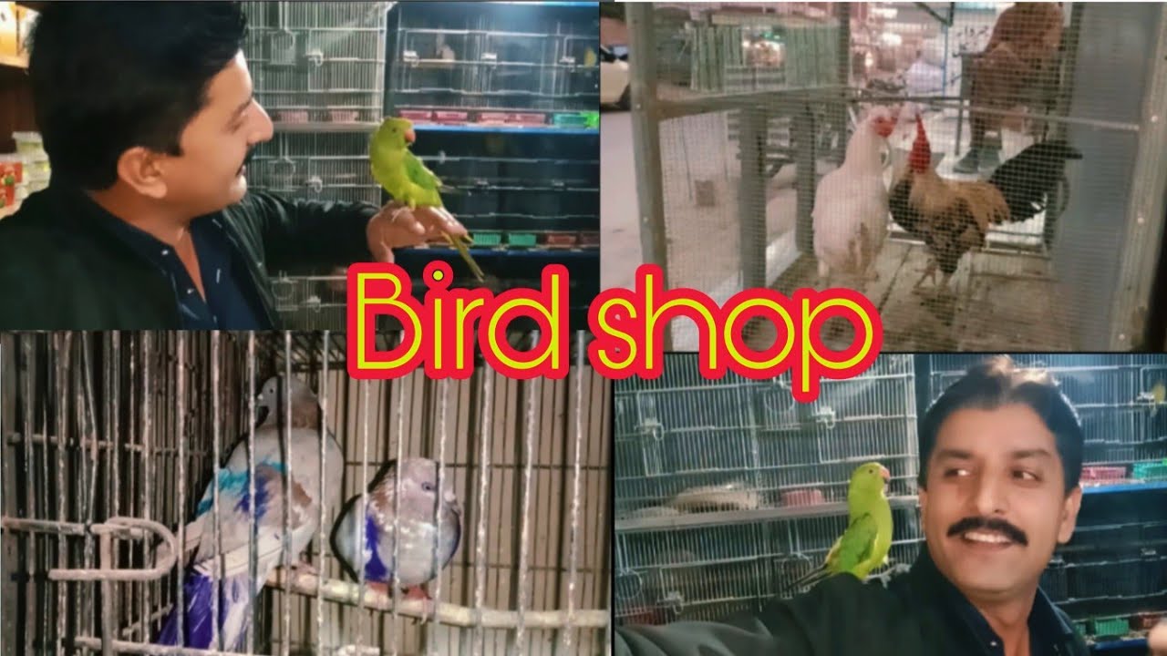 Aaj gay bird shop pe 🦜🐓 Muhammad yousaf ho gya khush | imtiaz&M.yousafvlog 