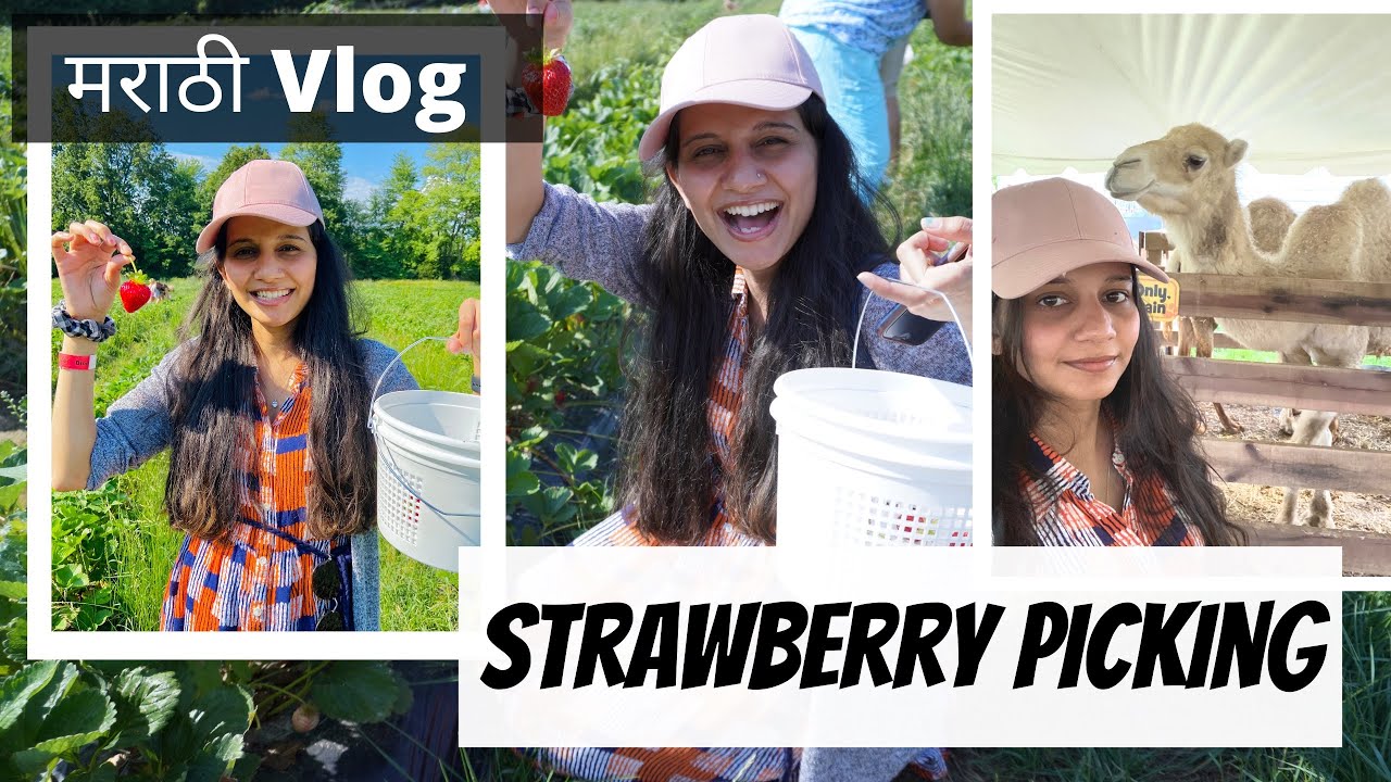 Strawberry ची शेती | Strawberry Picking |Marathi Vlog | Marathi Couple
