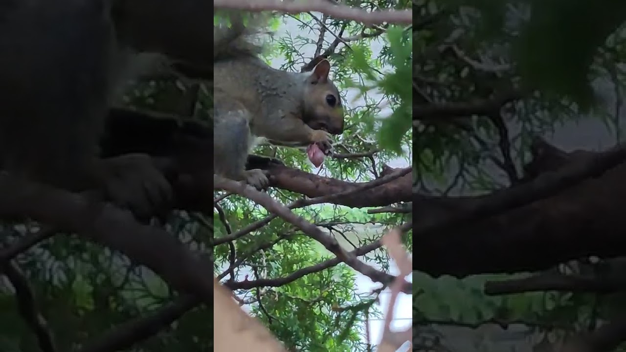 VIEWER DISCRETION!! Squirrel eats Cardinal chicks!