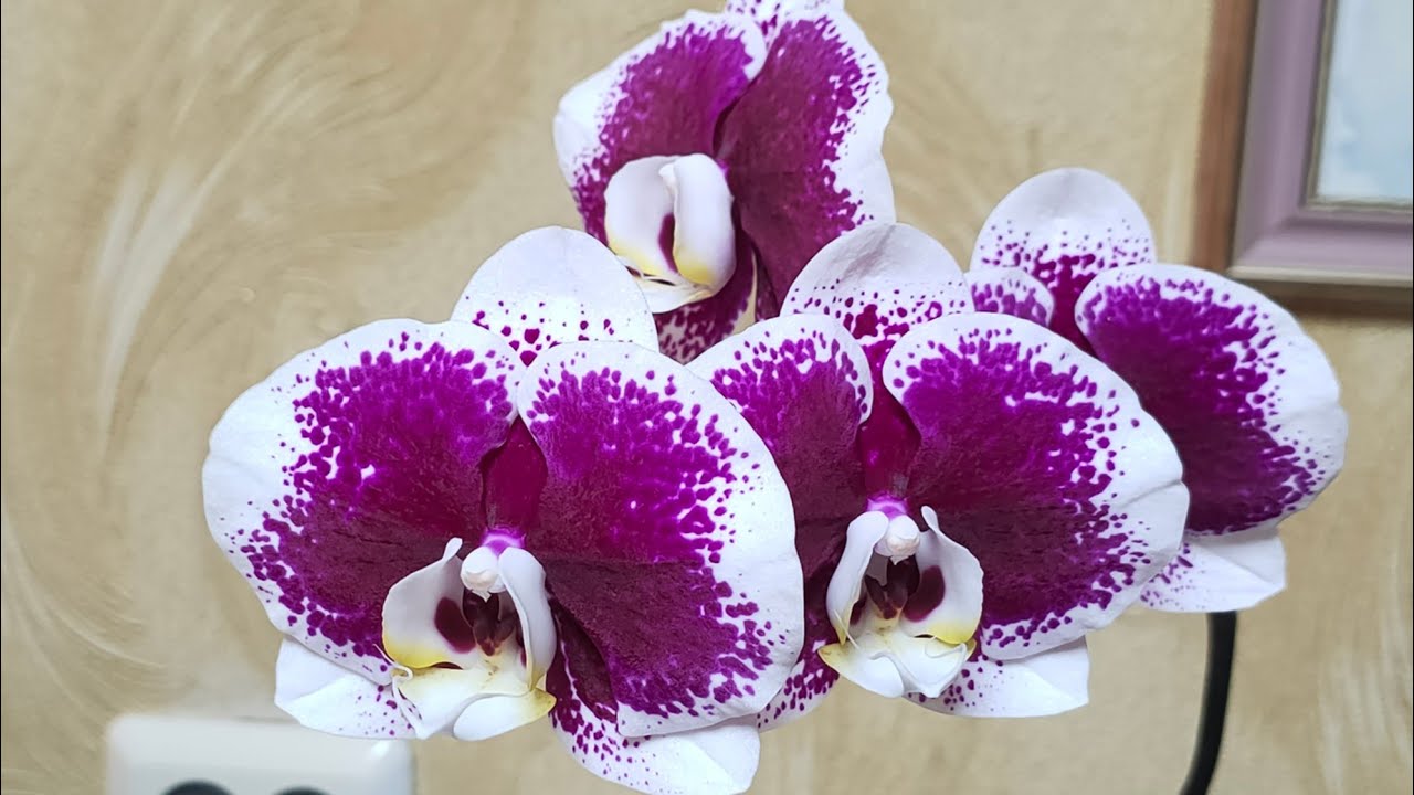 Орхидея фаленопсис Purple Elegant '142' (гидрид Jincheng Lover x Fuller's Purple Queen).