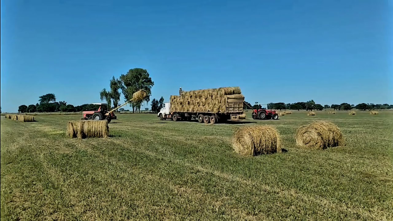 Dois massey Ferguson carregando rende o serviço demais😎 parte1