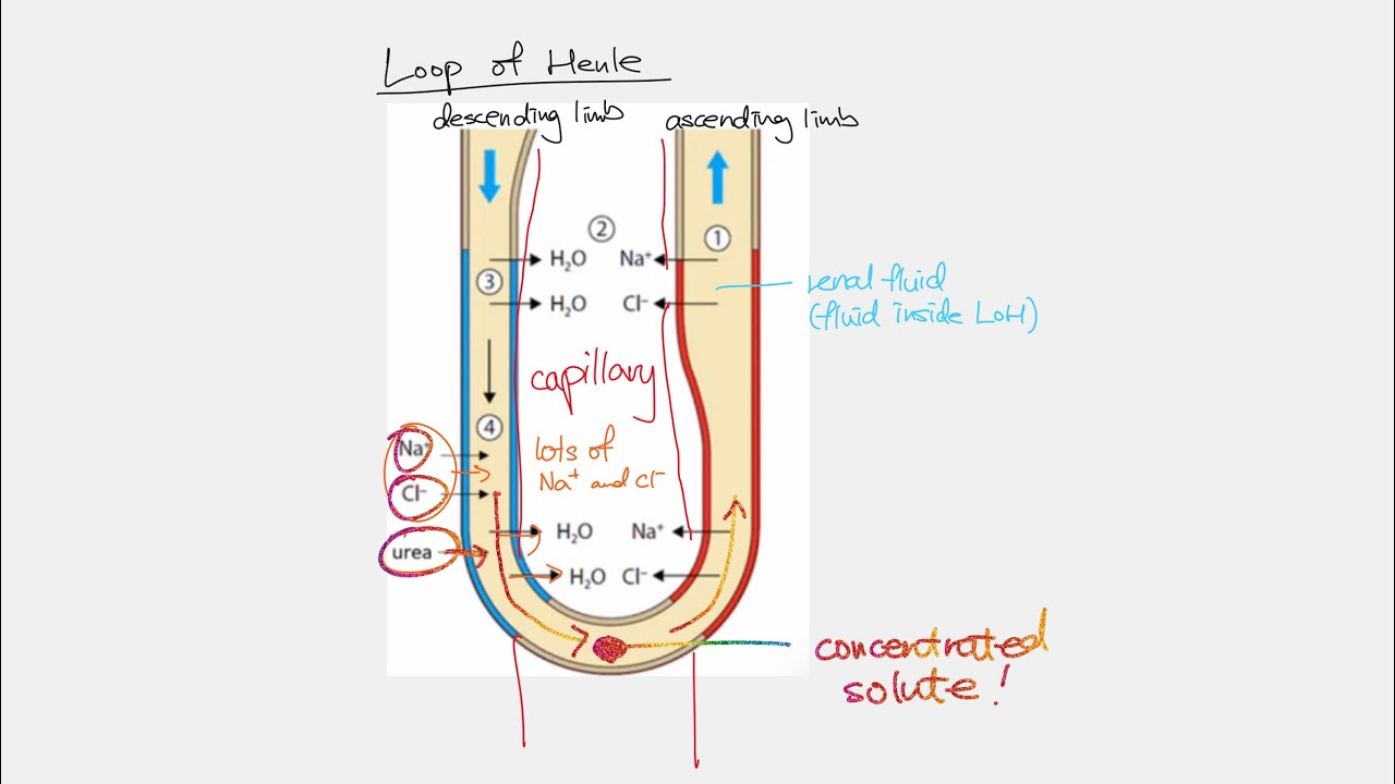 Loop of Henle explained, but I don’t actually know too