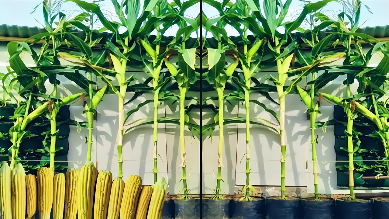 cara menanam jagung manis supaya  berbuah besar dan panjang di polybag dari dari biji sampai panen