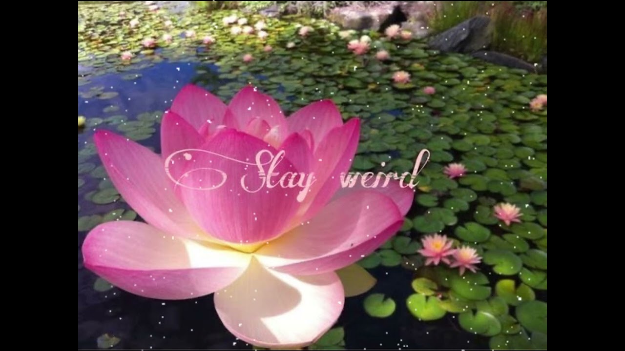WET, WILD, & WEIRD 