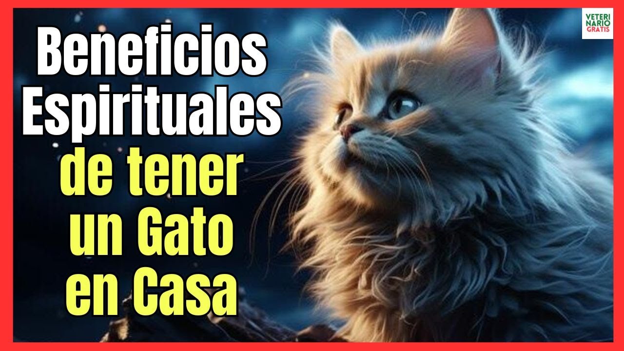 🔴 BENEFICIOS ESPIRITUALES DE TENER UN GATO EN CASA 💝