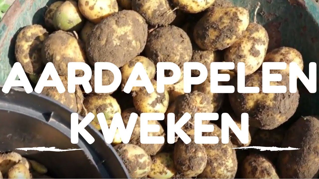 Aardappelen kweken van poten tot oogsten