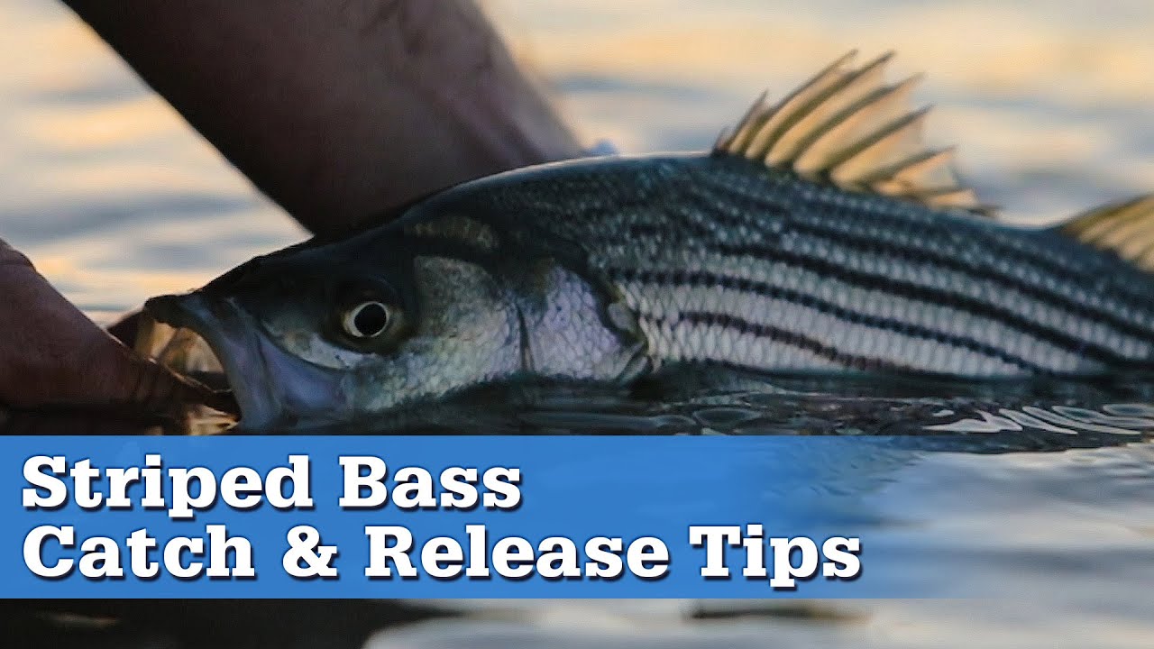 Striped Bass: Catch and Release Tips