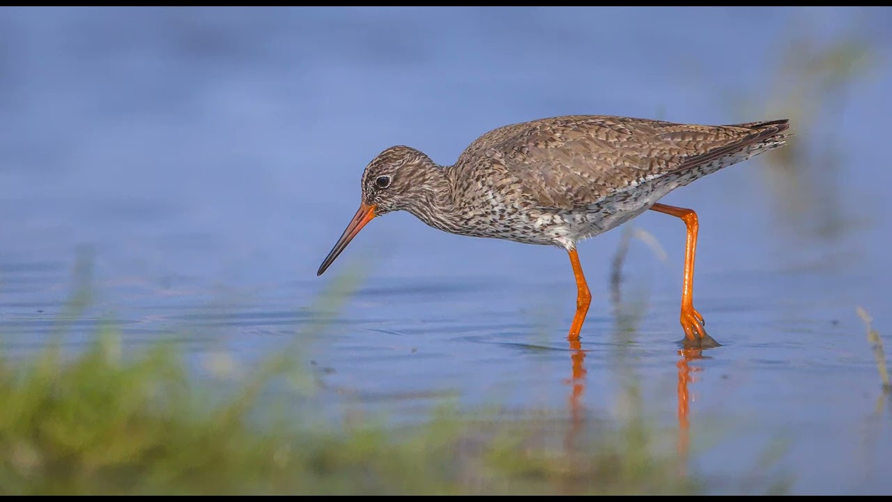 De Tureluur - Natuur en vogel geluiden om de Tureluur te herkennen | 10 uur