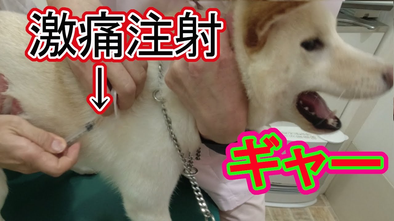 絶叫絶叫の柴犬、予防注射で腰抜かす。【音量注意】
