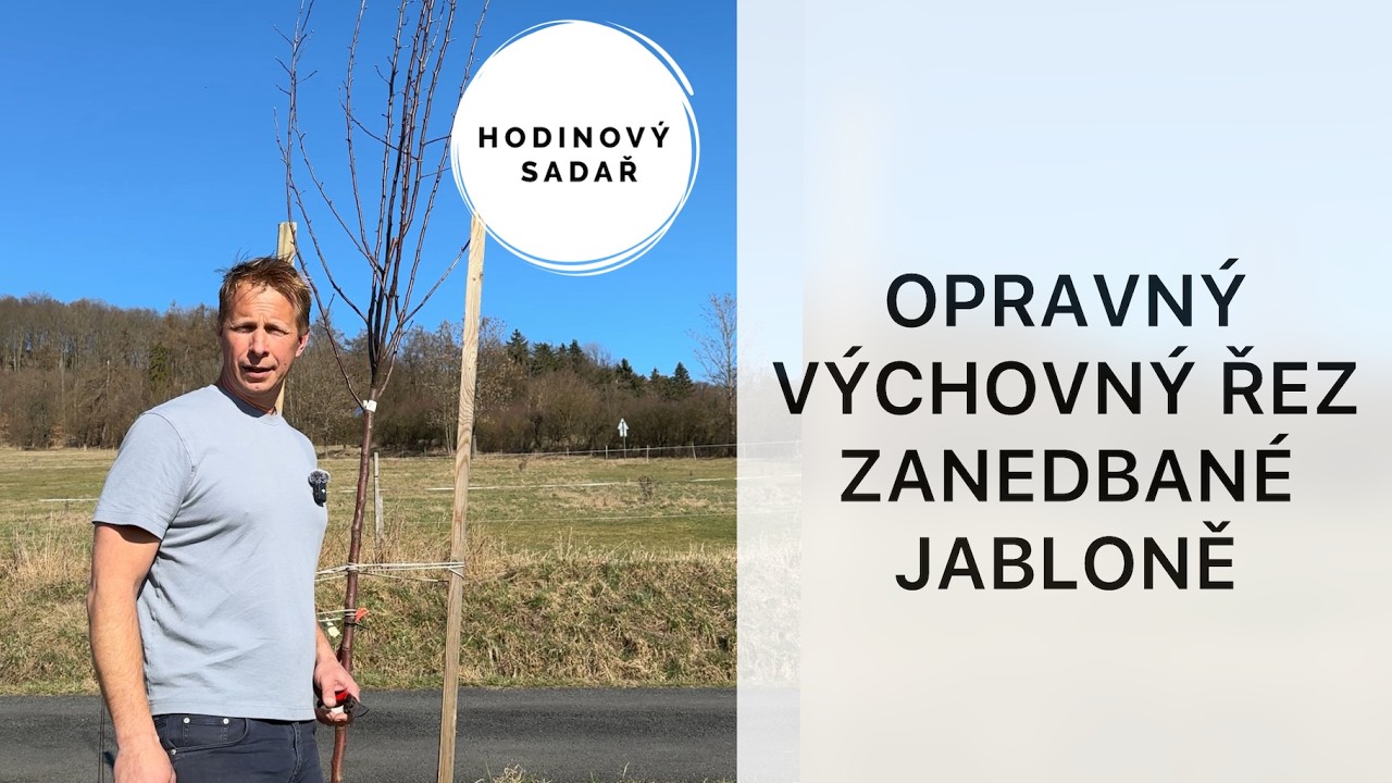 🌳 Dejte zanedbanému stromu krásnou korunu 🌳 Jarní opravný výchovný řez jabloně 🌳