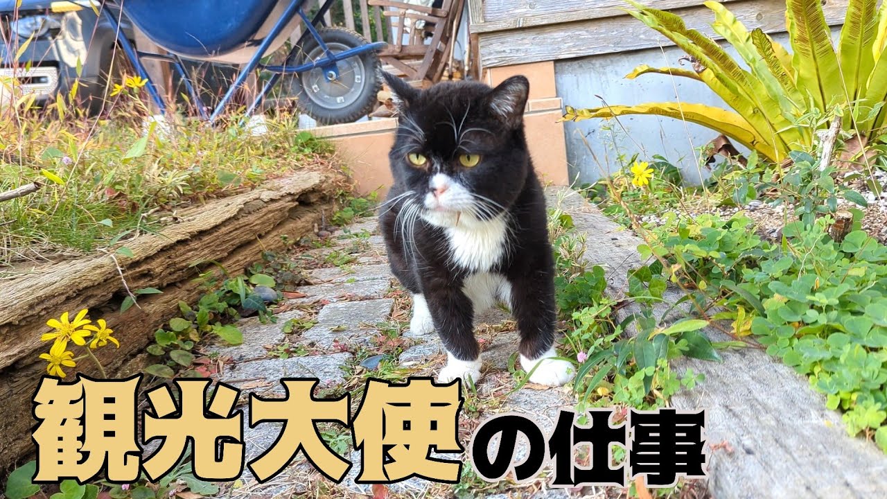 観光大使の一日を追ってみました
