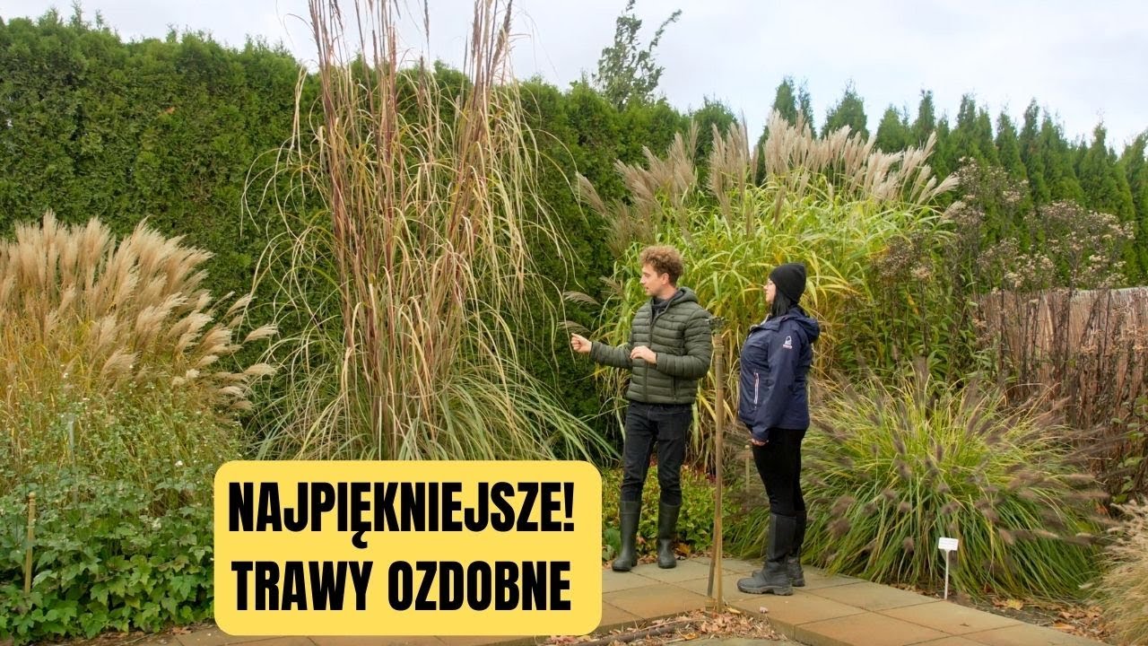 TRAWY OZDOBNE NA ŻYWOPŁOT I  ZMIANA KLIMATU