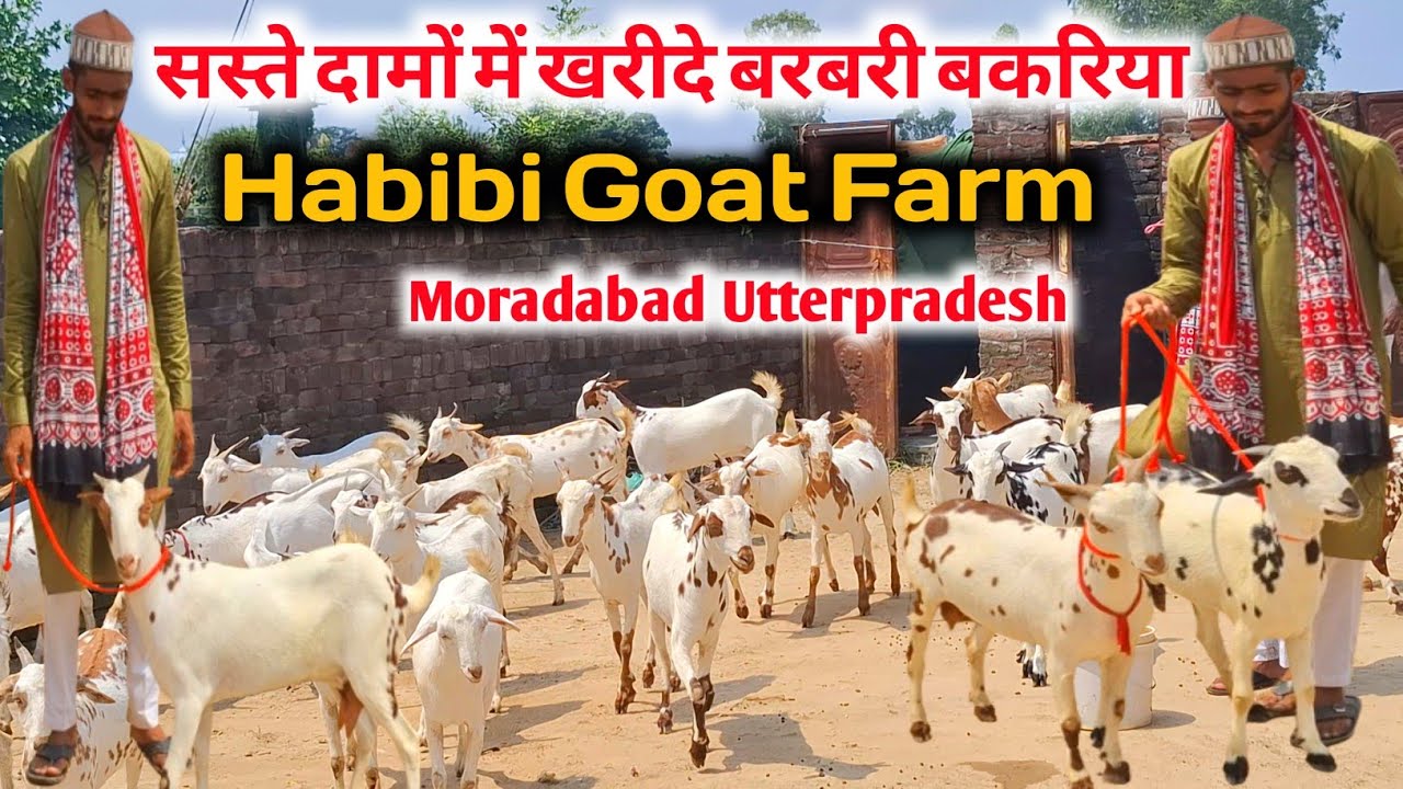 सस्ते दामों में 30 बरबरी बकरियों का लॉट |Habibi Goat Farm Moradabad Utterpradesh 