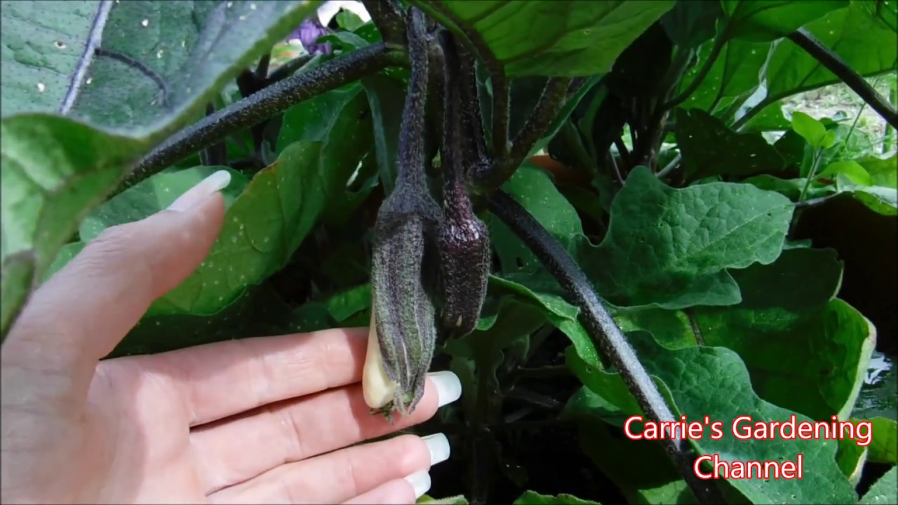eggplant update, eggplant setting fruit, how to water eggplants, eggplant drop it's blossoms