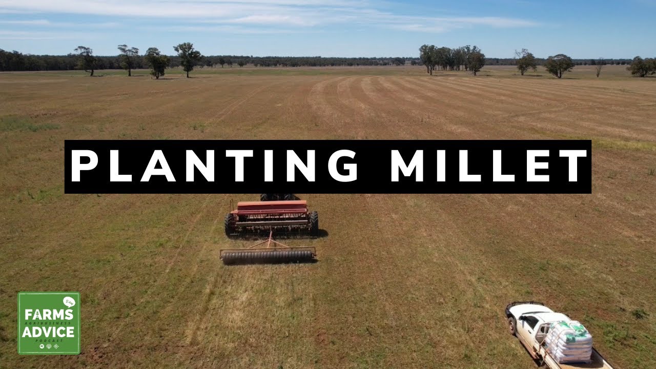 Planting Millet in Australia | Farms Advice Agribusiness Podcast