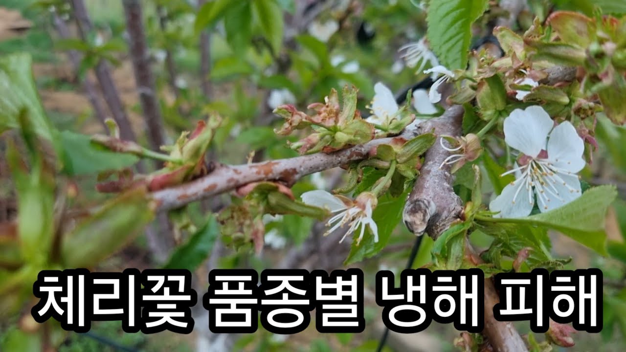 체리 품종별 냉해 피해 존제합니다.  제가 가지고 있는 품종에 한해  내년즘 정리 해보겠습니다