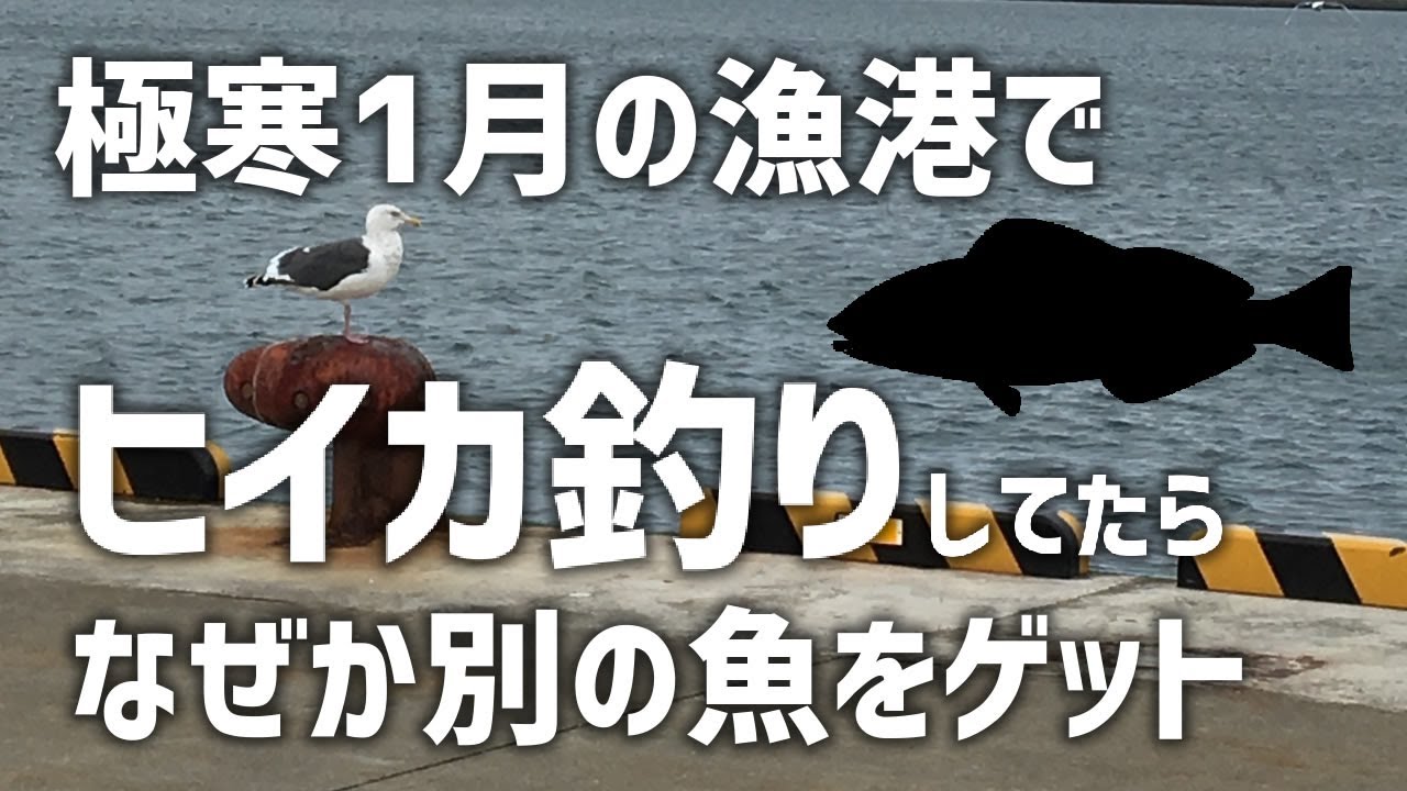 【青森漁港釣り】１月極寒の八戸でイカ釣りしてたら別の魚をゲット